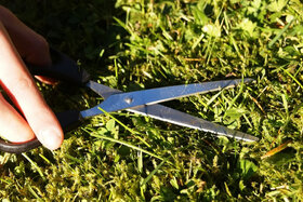 Bild der Petition: Für eine naturnahe Stadtgestaltung - Stoppt die "englische Rasen" Pflege auf Grünflächen