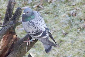 Bild der Petition: Für einen betreuten Taubenschlag am Grauleshof-Aalen. Humane und nachhaltige Lösung für die Tauben