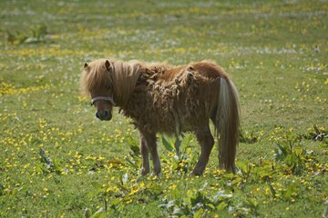 Bild der Petition Für einen dauerhaft tierleidfreien Kramermarkt: Kein Ponyreiten mehr in Oldenburg!