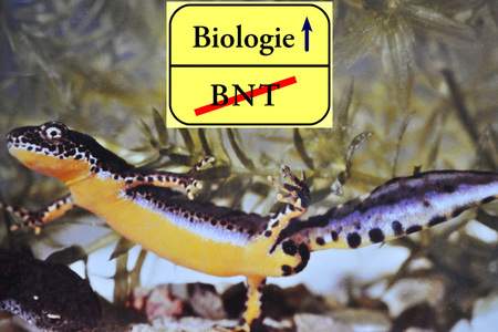 Bild der Petition: Für einen eigenständigen Biologieunterricht an Gymnasien in BaWü ab Klasse 5.  Kein Schulfach BNT!