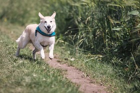 Bild der Petition: Für rechtliche Grundlagen bei Hundebegegnungen