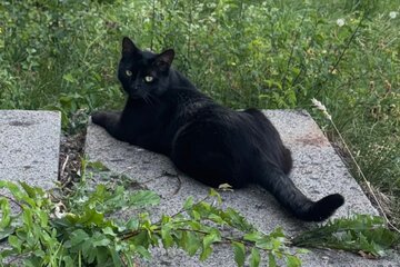 Слика петиције Für Ruffy und ein sicheres Hofbieber: Tempolimit auf der L3174 & Fuldaer Straße!