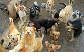 Immagine della petizione Tierschutz modernisieren: Für ein strengeres Tierschutzgesetz in Deutschland (Vorbild Österreich)