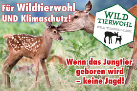 Bild der Petition: Für Wildtierwohl UND Klimaschutz! Keine Jagdzeitenverlängerung auf Kosten des Tierschutzes