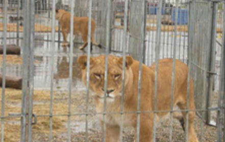 Bild der Petition: Für ein Verbot von Wildtieren in Zirkus- und Showbetrieben in Freiburg i. Br.