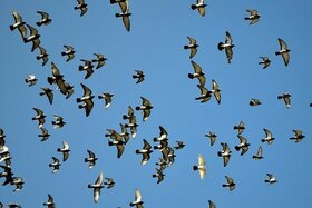 Photo de la pétition :Duiven blijven vervoeren tijdens een uitbraak van vogelgriep om deel te nemen aan vluchten