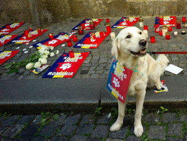 Bild der Petition: Stop Rumania - Gegen das Hinrichten von Hunden in Rumänien