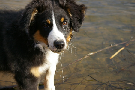 Foto van de petitie:Gegen das Hunde-Badeverbot in der Bundeswasserstraße Aller im Landkreis Verden