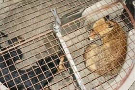 Slika peticije:Gegen das Jagd-Abrichtungsgehege am Neunkircher Zoo