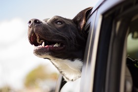 Bild der Petition: Gegen das neue Hundehaltegesetz in Niederösterreich