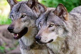 Slika peticije:Gegen den Abschuss der Wölfe