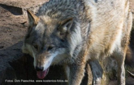 Obrázok petície:Gegen den Abschuss der Wölfe in Wildeshausen/Wardenburg und Umgebung