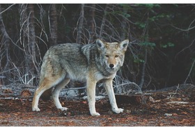 Bild der Petition: Gegen den Abschuss vom "Problemwolf"