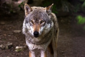 Bild der Petition: Gegen den Abschuss von Wölfen