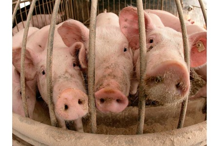 Bild der Petition: Gegen den Bau des Schweinemastbetriebes in Diez/Birlenbach