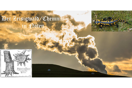 Bild der Petition: Gegen den Bau einer Müllverbrennungsanlage im Chemnitzer Versteinerten Wald