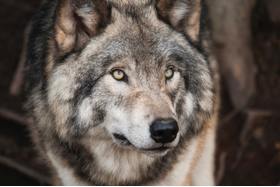 Bild der Petition: Gegen den Wolfsabschuss in Nienburg