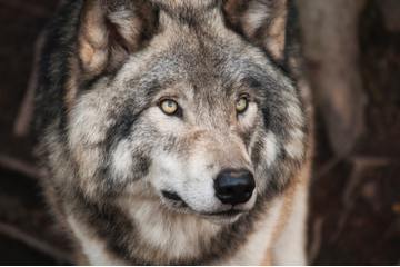 Bild der Petition Gegen den Wolfsabschuss in Nienburg