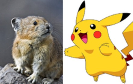 Bild der Petition Gegen die Ausrottung der Pika-Hasen (Pfeifhasen)