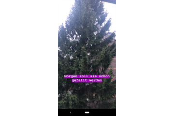 Bild der Petition Gegen die Baumfällung