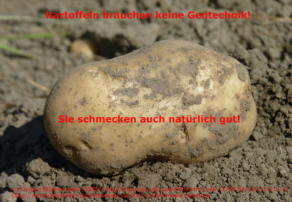 Bild der Petition: Gegen die Freisetzung von Gentechnisch veränderten Kartoffeln