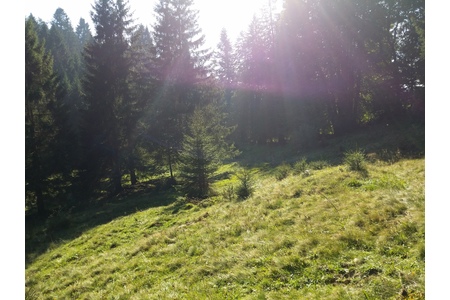 Foto e peticionit:Gegen die geplante 1,4 km lange Forststraße im Naturschutzgebiet Alpe Wies - Spallen