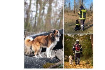 Bild der Petition Gegen die Schließung der Rettungshundestaffel der Feuerwehr Wiesbaden