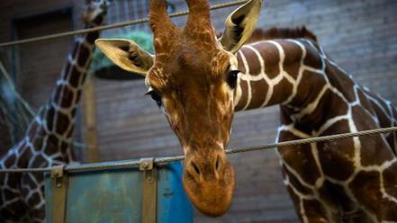Bilde av begjæringen:Gegen die tötung von Giraffen in Dänemark