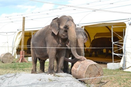 Bild der Petition: Gegen ein Wildtierverbot in Zirkusbetrieben - Für den Erhalt des Zirkus mit Tieren.