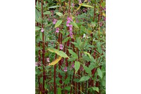 Bild der Petition: gegen invasive Pflanzenarten: Schutz unserer wilden, heimischen Natur