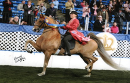 Bild der Petition Gegen Quälerei von American Saddelbred Horses