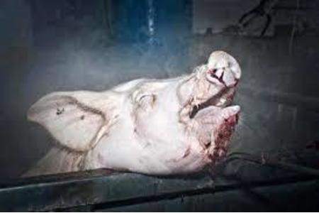 Bild der Petition: Gegen Todesfolterungen in Schlachthöfen