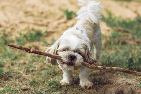 Bild der Petition: Gegen unfaire Steuererhöhungen: Neuregelung der Hundesteuer in Dachau jetzt stoppen