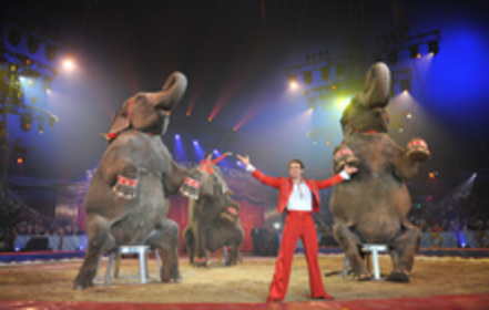 Slika peticije:Gegen Vermietungen von kommunalen Flächen an Zirkusbetriebe mit Tieren