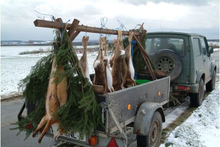 Bild der Petition: Gegen Wiedereinführung der Bau- & Fallenjagd, für die Schonung von Füchsen & bedrohten Arten in NRW!