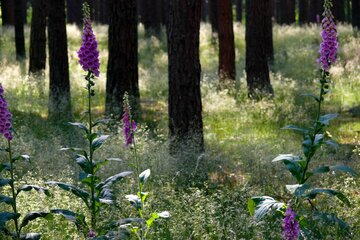 Bild der Petition Gemeinsam für den Erhalt des Landschaftsschutzgebietes Warper Heide