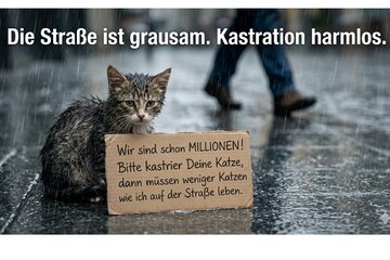 Слика петиције ​Gemeinsam gegen Tierleid: Katzenschutzverordnung für die Verbandsgemeinde Unstruttal