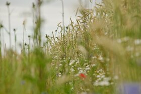 Зображення петиції: Gemeinwohl schützen - Bio erhalten und vor Ort die Domäne Fredeburg stärken!