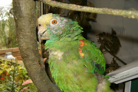 Bild der Petition: Generelles Verbot der künstlichen Aufzucht von Papageien