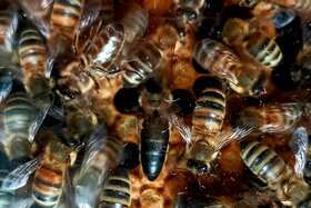 Bild der Petition: Gerechtere und nachhaltigere Imkereiförderung in Nordrhein-Westfalen