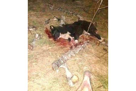 Peticijos nuotrauka:Gerechtigkeit für die erschossenen Hunde an der Autobahn Rumäniens