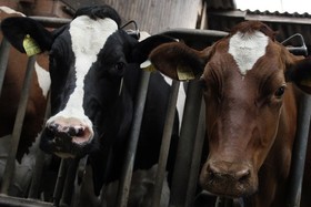 Bild der Petition: Gesetzesänderung: Schlachten von Tieren, Import und Export v. Schlachttieren verbieten