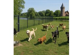 პეტიციის სურათი: Gesicherte Hundewiese in Erftstadt - für entspannnte Halter und fröhliche Hunde!