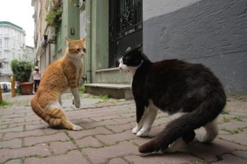 Bild der Petition Gleichberechtigung für alle! Führt die Katzensteuer ein!