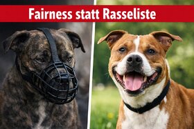 Image of the petition: Gleiche Regeln für alle Hunde – Abschaffung pauschaler Rasselisten