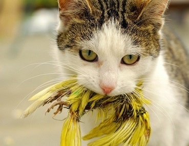 Bild der Petition Glöckchenpflicht für Freigängerkatzen