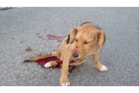 Bild der Petition Größeres verfahren bei Tiermord (ausgenommen Lebensmittel herstellung) bsp. Tier wird angefahren