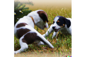 Bild der Petition: große Hundwiese für Speyer