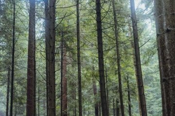 Image of the petition Gründung eines Waldkindergarten für Bad Herrenalb - Jetzt!