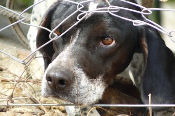 Image of the petition Grundrechte für Tiere in Österreich – Schluss mit Ausnahmen und systematischem Tierleid